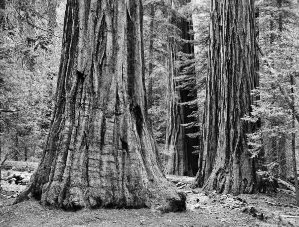 CA, Yosemite Sequoia trees in the Mariposa Grove